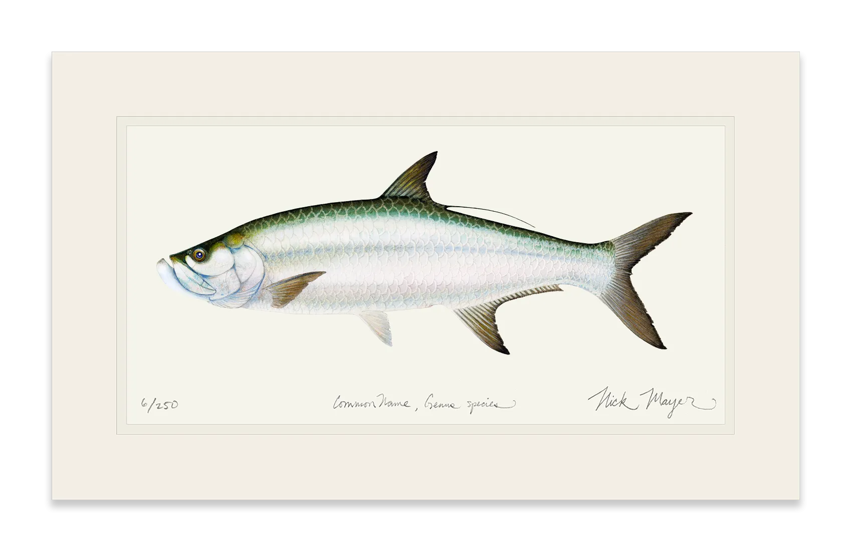 Tarpon Limited Edition Print - Best Seller